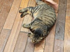 -猫的天空之城概念书店(杭州南宋御街店)