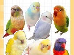 -爱侣宠医·鹦鹉专科·小型哺乳类·异宠专科(灵石路店)