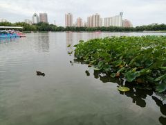 -莲花池公园