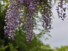 -嘉定紫藤园