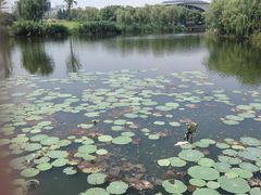 -新江湾城公园
