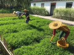 -溱湖国家湿地公园