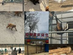 -保定市动物园
