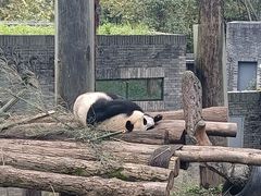 -都江堰中华大熊猫苑