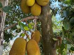 -创味·民间海南菜·非遗藤桥排骨(藤桥·免税城店)