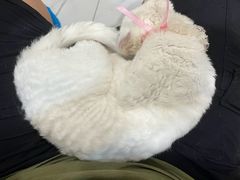 -楼上猫咖(罗湖店)