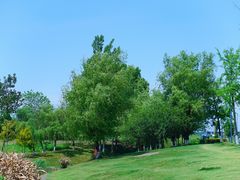 -两河城市森林公园