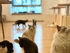 -有喵·猫咖·狗咖·30几只猫10只小狗(岗厦店)