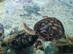 -福州罗源湾海洋世界旅游区