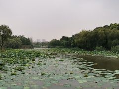 -新江湾城公园