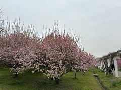 -苏州上方山国家森林公园