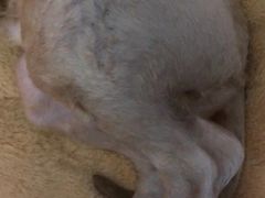 -伟伟宠物医院·CT影像中心·瑞派犬猫综合性门诊(汉口总院)