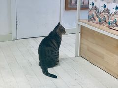 -猫的天空之城概念书店(丽江古城饮玉巷店)