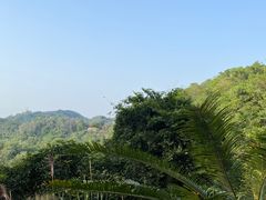-深圳仙湖植物园