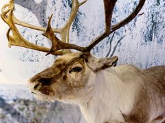 -北京麋鹿生态实验中心