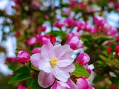 -海棠花溪(元大都城垣遗址公园)