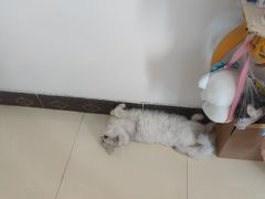 -贝利宠物医院·骨科·眼科·肿瘤转诊中心(南坪诊疗中心)