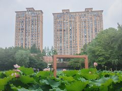 -陈家山荷花公园