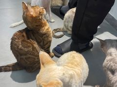 -琪喵猫屋·撸猫猫咖·猫舍