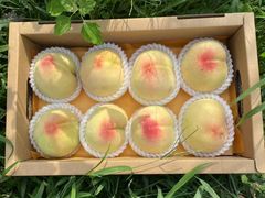 -老袁家蜜桃农场·阳山水蜜桃