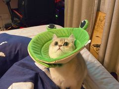 -东方名猫馆·英短金渐层布偶猫舍(环线广场1号楼店)