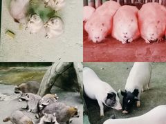 -杭州野生动物世界