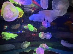 -太平洋海底世界