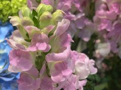 -爱尚幸福鲜花(上地实体店)