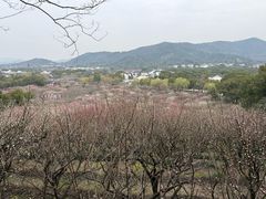 -香雪海