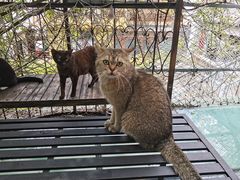 -喵屿·大理花园猫咖