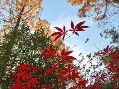 -东平国家森林公园