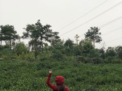 -汤山温泉房车营地 茶温泉