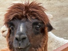 -栾川竹海野生动物园