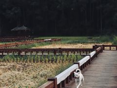 -高荡千年布依古寨旅游景区