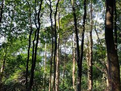 -黄埔油麻山森林公园