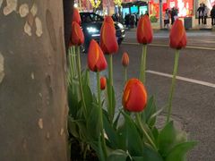-瓦城泰国料理(芮欧百货店)