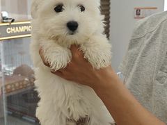 -翊宠yipet猫狗购宠庄园犬舍•猫舍