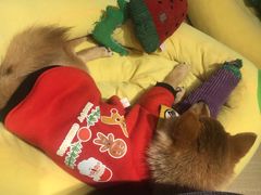 -逗柴咖啡屋·狗咖猫咖宠物桌游