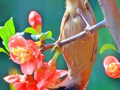 -成都大熊猫繁育研究基地-熊猫厨房