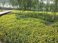 -西青郊野公园