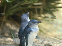-费瑟代尔野生动物园