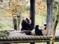 -中国大熊猫保护研究中心雅安碧峰峡基地