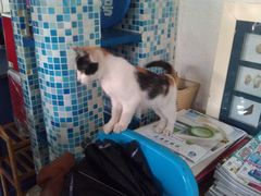 大堂-Sirena海妖日咖夜酒