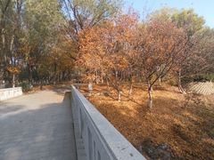 -大兴滨河森林公园