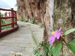 -羚羊峡古栈道森林公园