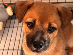 -瑞派宠物医院·犬猫全科·猫友好(宾水西道店)