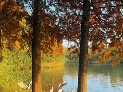 -溱湖国家湿地公园