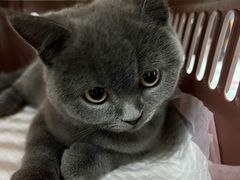 -lincat·猫舍(广州店)