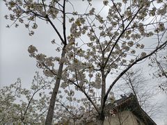 -鸡鸣寺