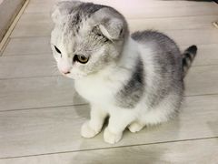 -喵的天空名猫咖啡馆·撸猫·猫舍·用品
